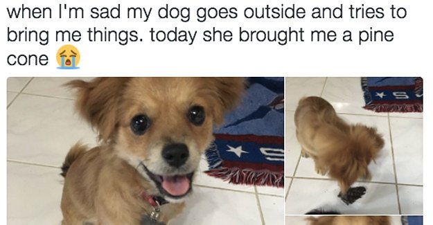 BuzzFeed's tweet photo. 23 tweets about dogs to remind you that there is good in the world https://t.co/SvB5khFLQG https://t.co/KkK5ZpilES