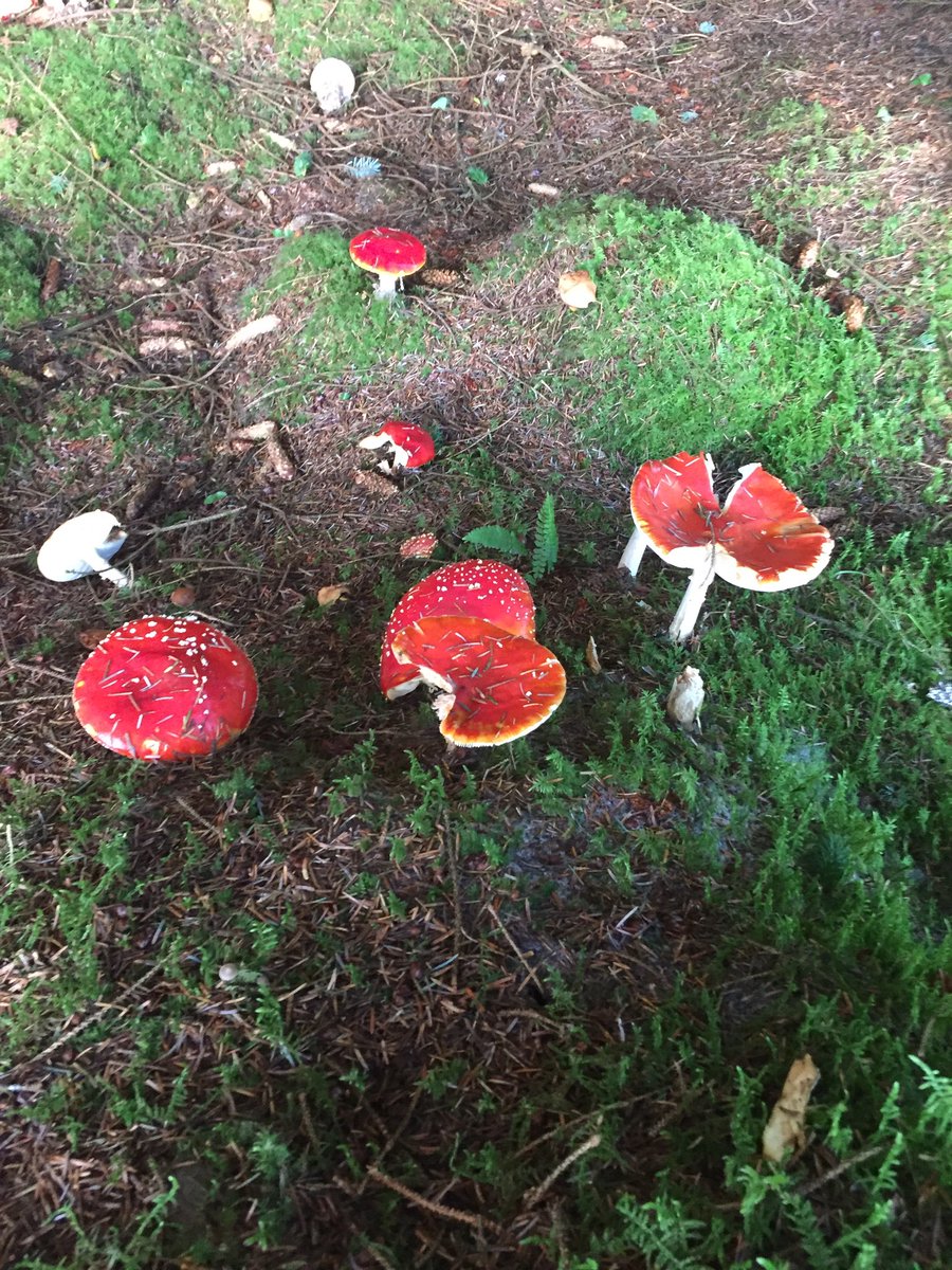 FarmQuotes's tweet image. Anyone else see these yokes growing around the place lately? #MagicMushrooms