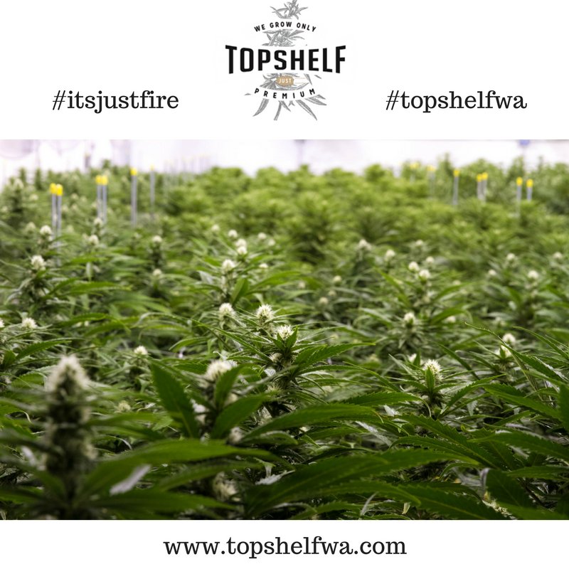 A sea of green!  #topshelfwa #pnwsmokers  #dopefeed #ganjanation #potsociety  #smokewithme #positivevibes #cannabiscommunity #itsjustfire