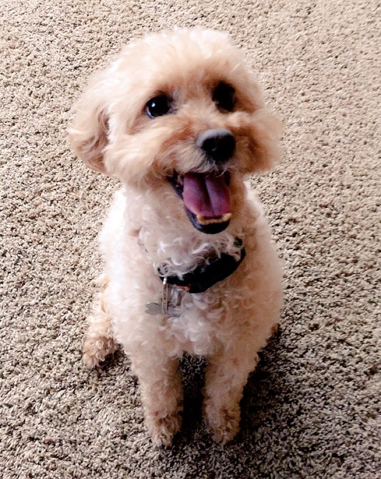 KarstenAcker's tweet photo. I refuse to use social media for politics so here is a picture of my dog smiling https://t.co/8og0Iuz7ED
