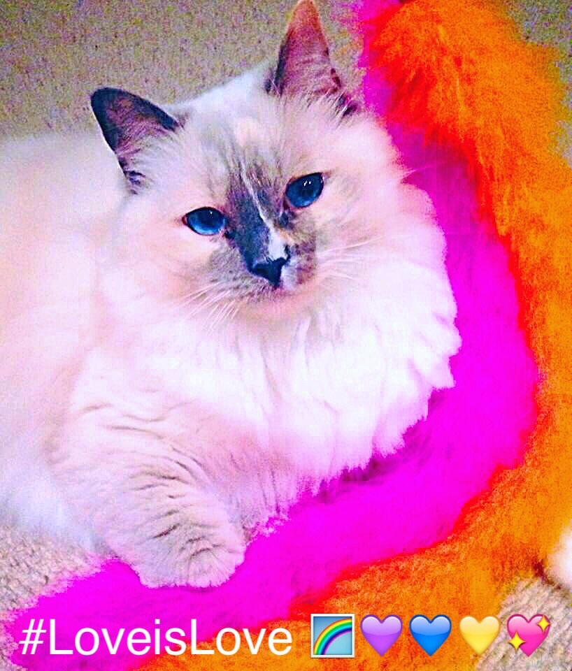 Betty_Boo_Kat's tweet photo. DON'T give in to his fur #CatsofTwitter 🐾#LoveTrumpsHate let's share our defiance fur #fluffyfursday 
🌎😻🌎@hugo4de https://t.co/8EjPrJhmfU