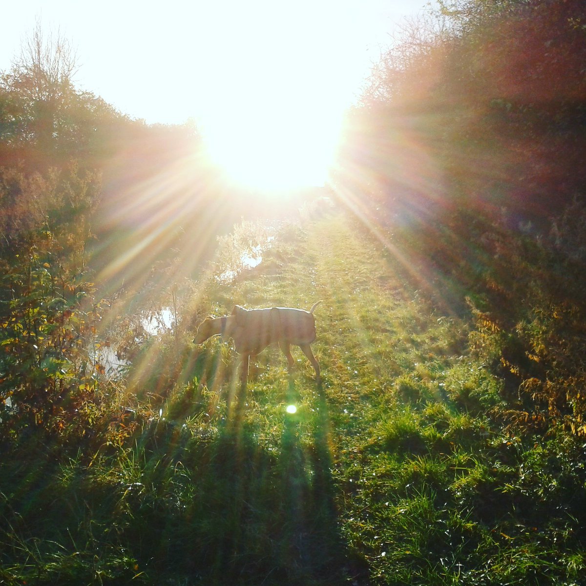 Beautiful autumnal sun on the towpath. #politicsschmolitics #reality #lifeshiddengems #forgetaboutitandgooutside