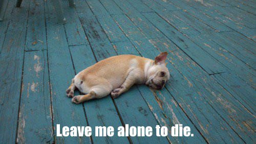 ElyseAshton1's tweet image. #Election2016 Not having a good Wednesday. #96tears