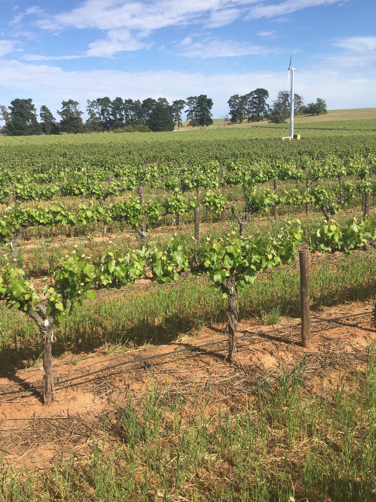 Colours of 3 different varieties growing fast now. Front to back, Mataro-Cab Sav-Shiraz 🍇🍷! #barossa