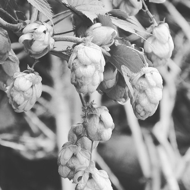 GoldenBearMapua's tweet photo. Our website just got an update! Check out https://t.co/fKeHvUQF1k for seasonal beers, live music events and more! https://t.co/AnTqeeJ8G4