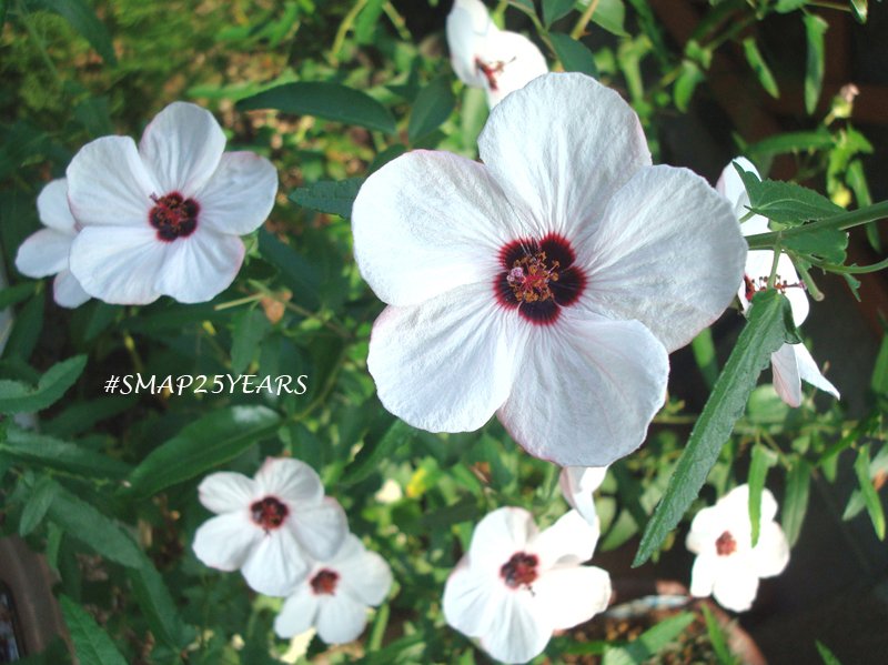 花桃 Twitter Da 今日11 10の誕生花フヨウ 写真はタカサゴフヨウ 小さ目な５枚花びらのお花がいっぱい咲いて賑やか 今日の誕生 花は５枚花びらが多いなー 花言葉 繊細な美 私の 世界に一つだけの花 Smap25周年に300万枚の花束を ビクターさんありがとう