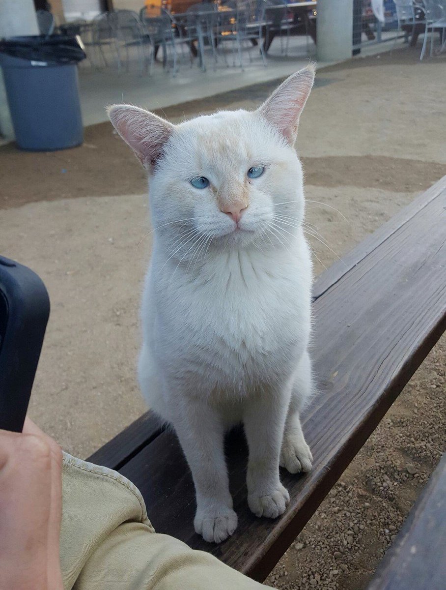 LoveMeowdotcom's tweet photo. This stray cat showed up at a food park one day and made it his home... See full story: https://t.co/jwYHABNTiR https://t.co/DgHogKc7ui