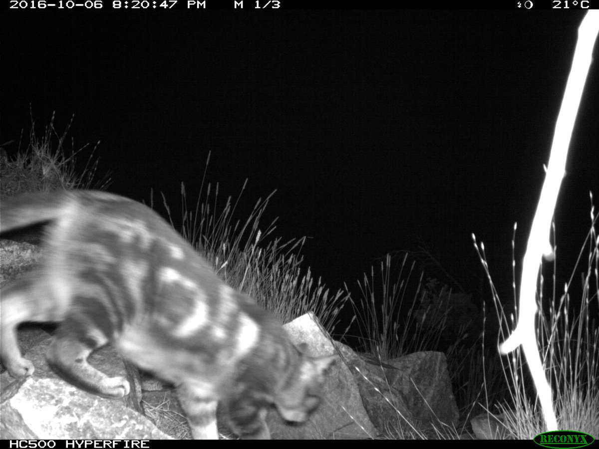 TSCommissioner's tweet photo. Less #FeralCats, more native rats thanks to emergency Eradicat baiting in the MacDonnell Ranges https://t.co/eDFc0TUzSw RT #QPAS2016 #WildOz https://t.co/ZxXzWoJcyE