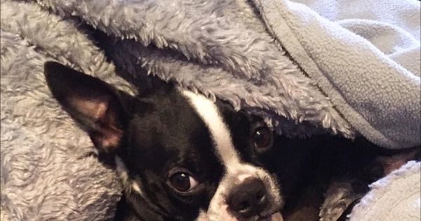 mgehlers's tweet image. #houseporn: #postnotifications #instadaily #antiquefurniture #instagram #furniture #frenchprovincial #redesign #woo…