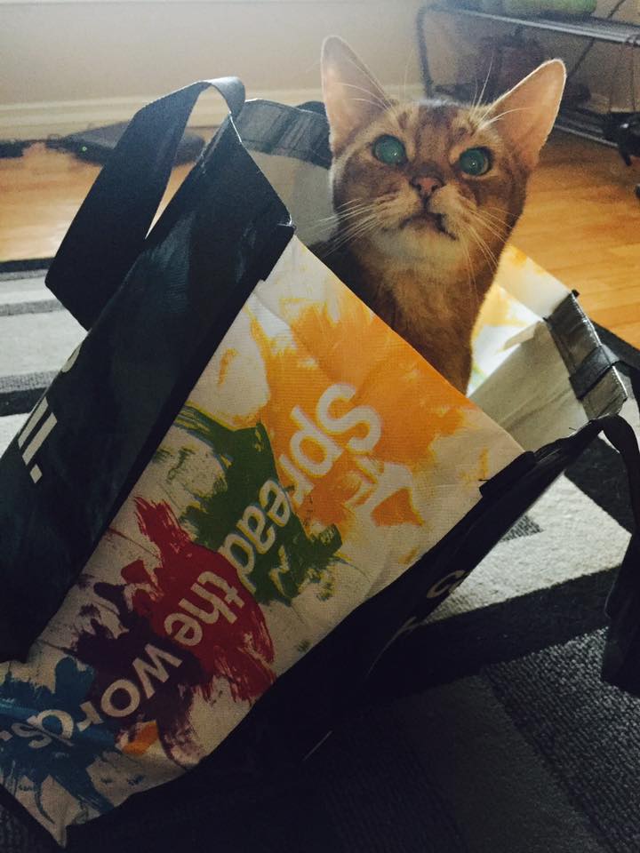 EPLdotCA's tweet image. Did you know that when you sign up for a FREE library card, you can snag one of these feline-approved book bags as well? #yeg #LibrarySwag