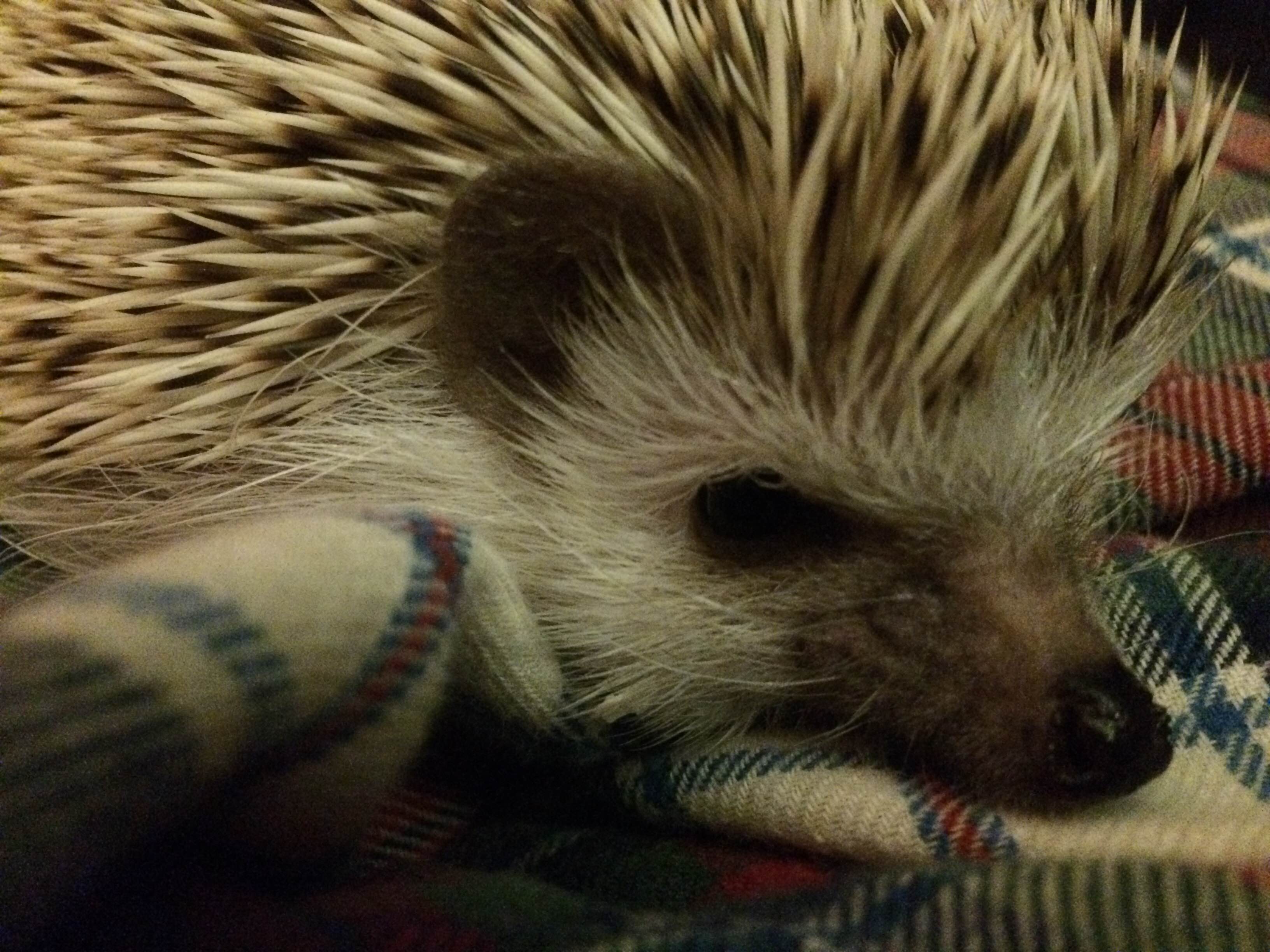 RealScientists Meltem on Twitter "Q Why are hedgehogs illegal in