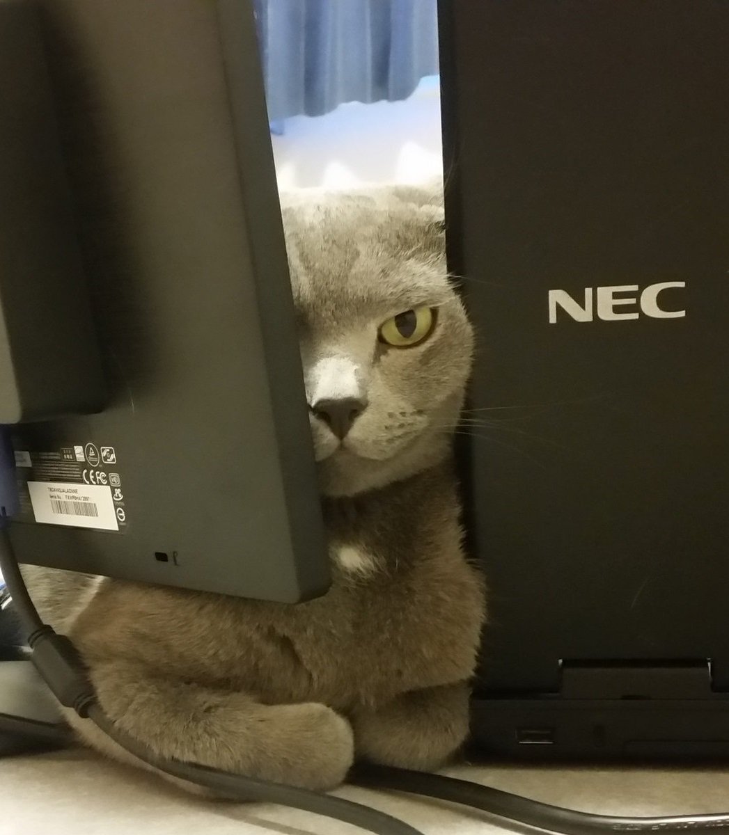 猫画像 パソコンのモニターを増やしたら隙間にフィットして動かなくなってしまった 猫の絶妙はわからん Togetter