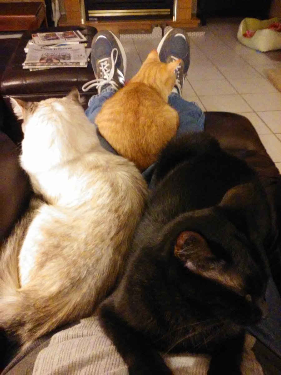 mill_cats's tweet photo. Oscar, Pearl &amp; Milo are laying on dad before he goes to work in about an hour. It been a ruff day with Itsy going OTRB at 3:30 am. 😺💕😇👑🐶💃🌈💔💕 https://t.co/9OohayTV9l