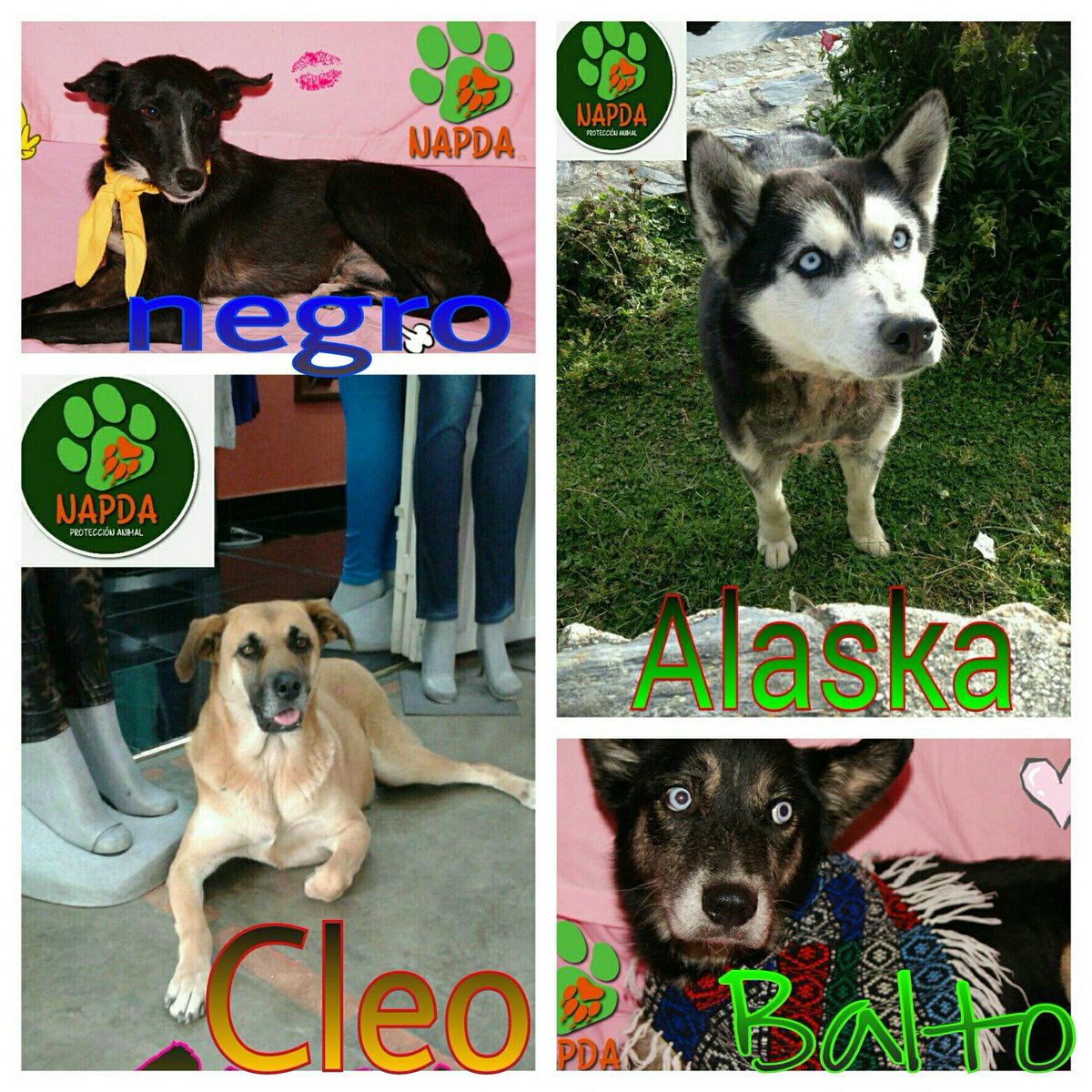 <a href="/fundacionnapda/">Fundacion Napda</a>  necesitan de padrinos y madrinas para su esterilización y garantizar una adopción segura, colabora!