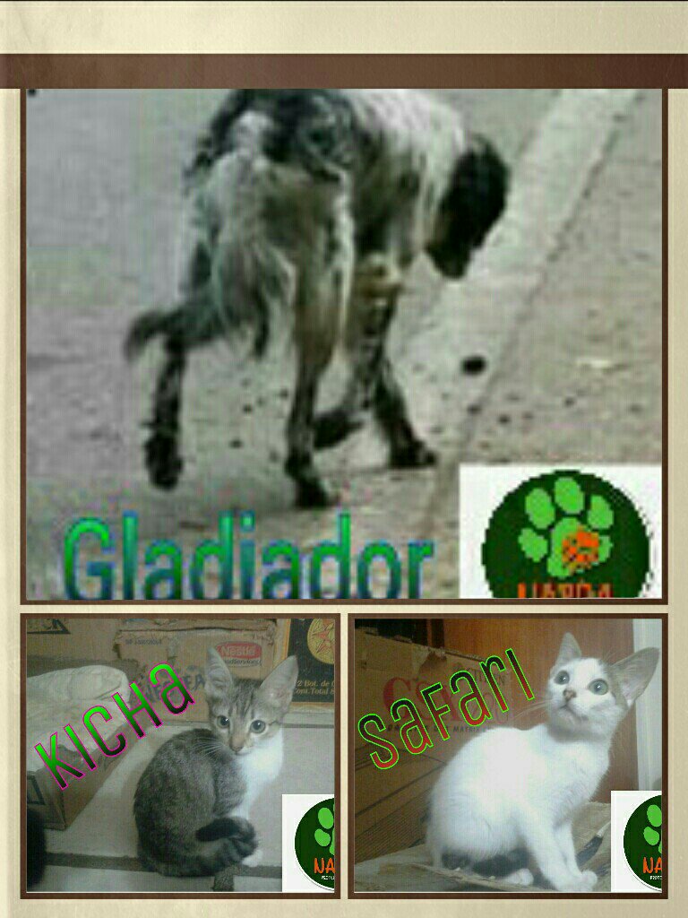 <a href="/fundacionnapda/">Fundacion Napda</a> necesitan padrinos pa su esterilización 12 y 13 noviembre en Mérida. Colabora pa su adopción segura