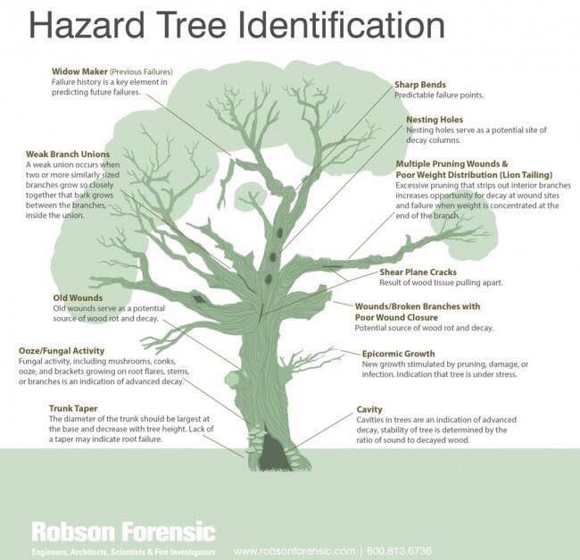 Hazard tree identification american society of consulting arborists