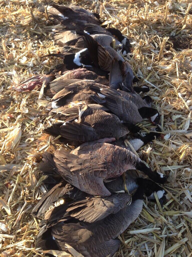 dunnerAD's tweet photo. Love a fresh line up! #whiterockdecoys #sitkagear #sickforit #geese #beatdown #piledup #drccalls #core https://t.co/O26LeUAM5A