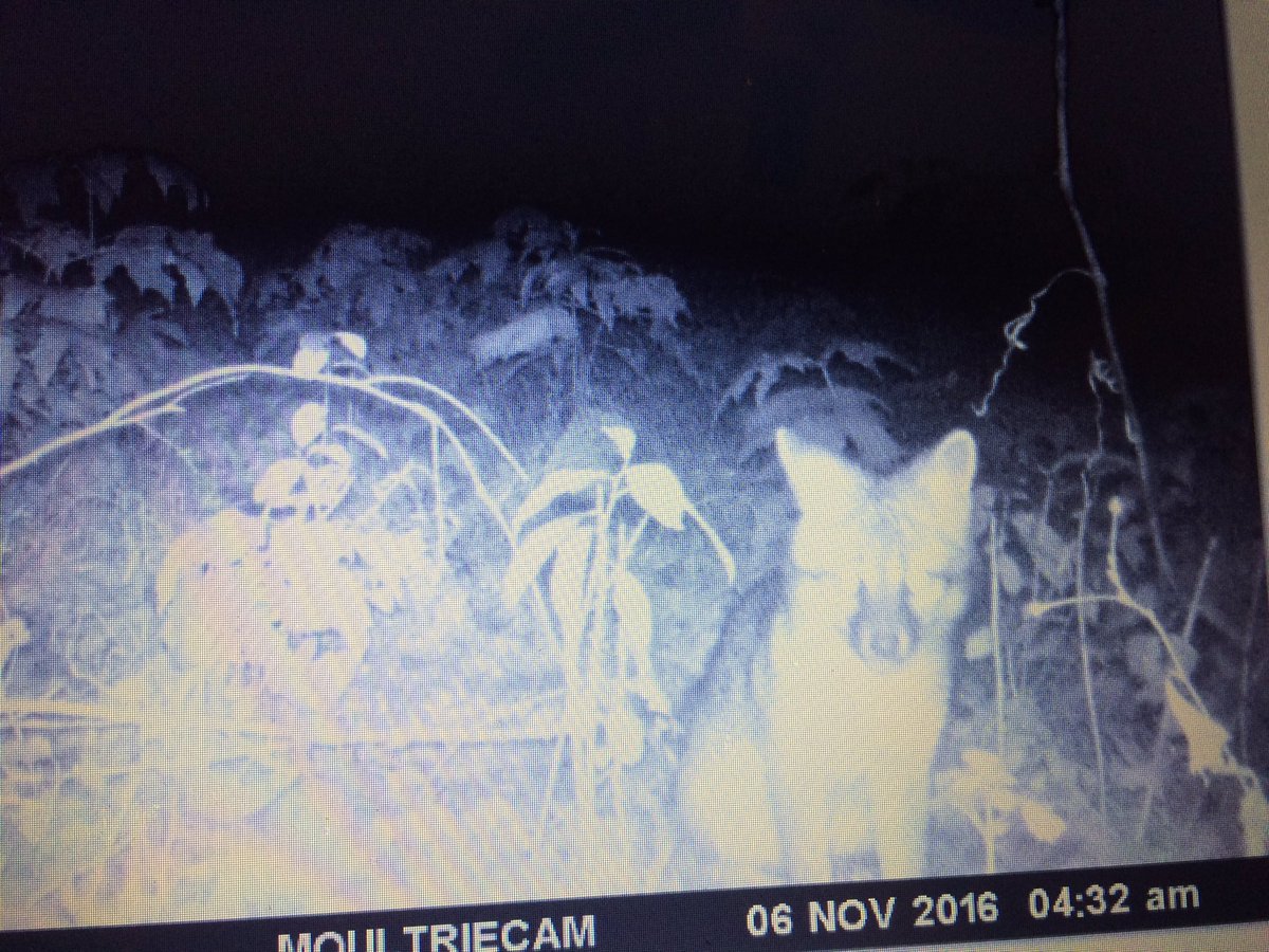 TrapperKentucky's tweet image. Got a few varmints that want to be trapped!  @swright0103 @WalterCurrie2 @LaurelMtMan #coyotetrapping #grayfox #predatortrapping