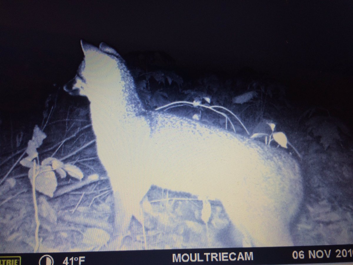 TrapperKentucky's tweet image. Got a few varmints that want to be trapped!  @swright0103 @WalterCurrie2 @LaurelMtMan #coyotetrapping #grayfox #predatortrapping