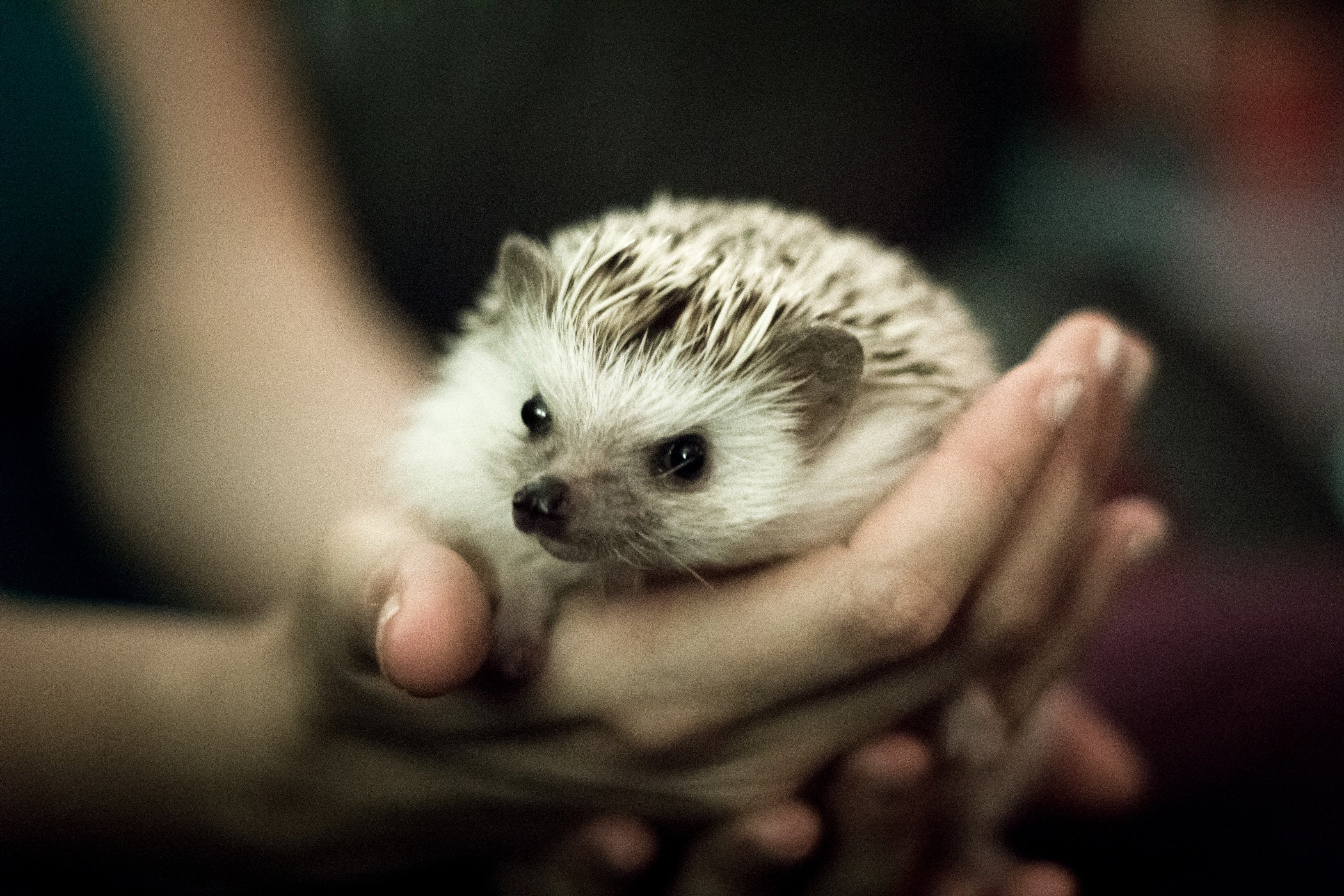 RealScientists Meltem on Twitter "Q Why are hedgehogs illegal in