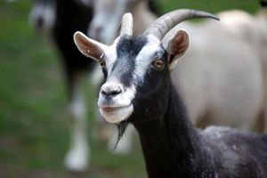 CarsonEppsFan1's tweet photo. Just some pics of my 4 favorite goats https://t.co/c1TcdpyBvq
