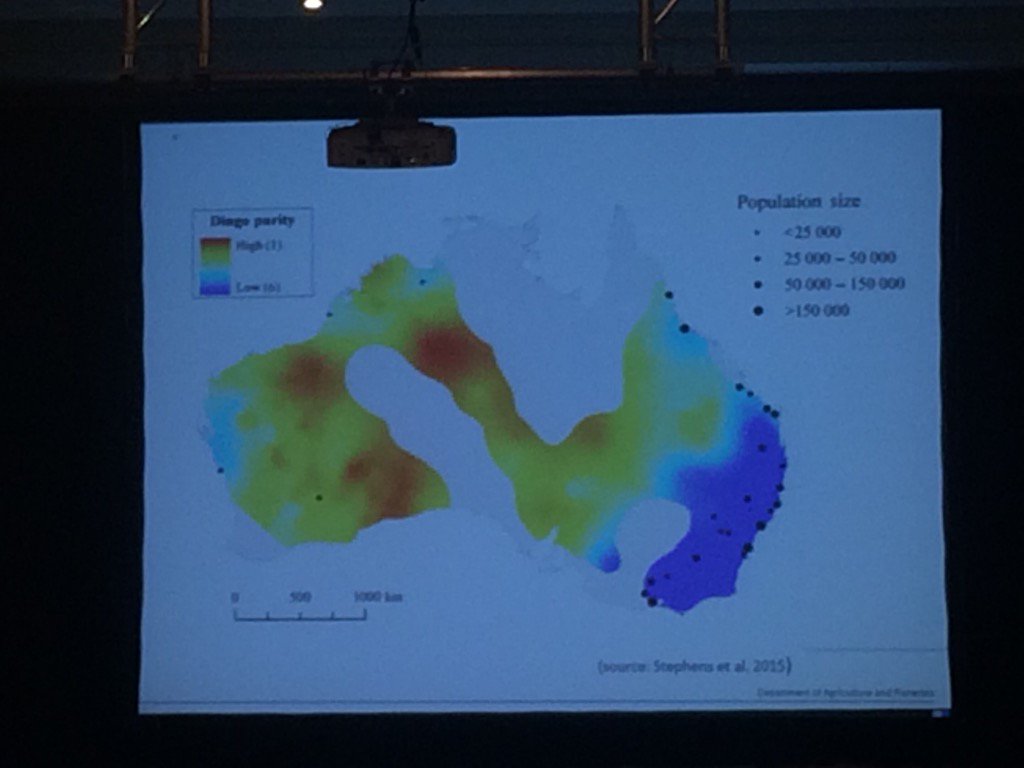 Jesse_84's tweet photo. #Dingo purity studies show the spread of domestic dog genes in the population #hybridisation #wilddogs #qpas2016 https://t.co/eFoQxbq90X