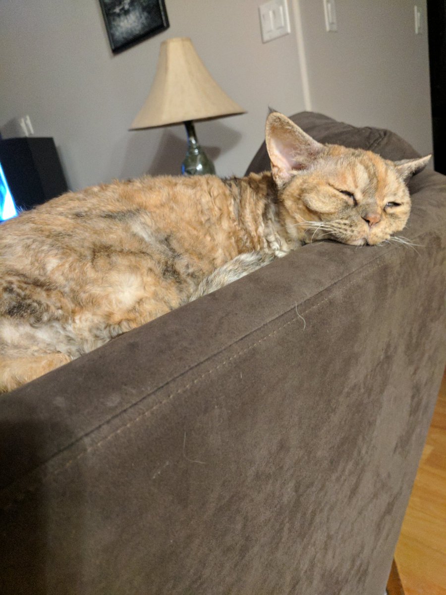 RippleChip_Cat's tweet photo. @jdeyenberg @ter_reid I'm right here...  Ignored...  Hrmf. https://t.co/Q4gmnLIUgK