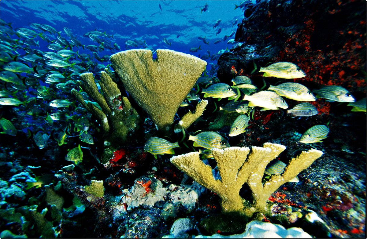 Al rescate de la fauna del Caribe