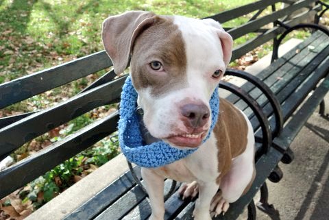 gaviota330's tweet photo. https://t.co/h14r98VIuz
KILL LIST
3 Y OLD
KID FRIENDLY
PLAYFUL
AFFECTIONATE
DUMPED BC ACTIVE
#RESCUE
#FOSTER IS FREE
HELPDOGS@URGENTPODR.ORG https://t.co/OWsVEkZX4K