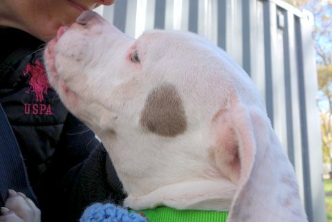 gaviota330's tweet photo. https://t.co/h14r98VIuz
KILL LIST
3 Y OLD
KID FRIENDLY
PLAYFUL
AFFECTIONATE
DUMPED BC ACTIVE
#RESCUE
#FOSTER IS FREE
HELPDOGS@URGENTPODR.ORG https://t.co/OWsVEkZX4K