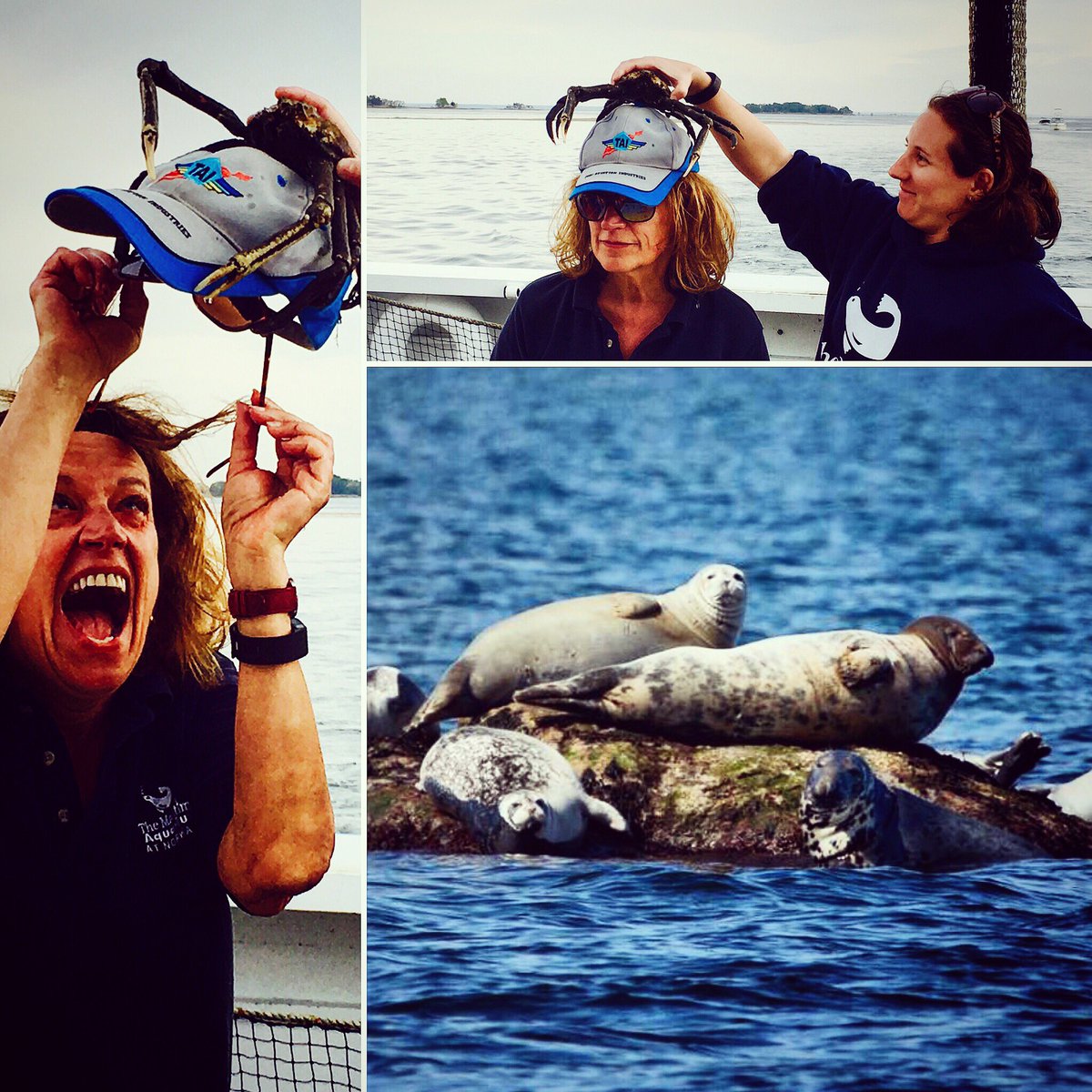 norwalk_vibes's tweet photo. November fun #Sunset cruise or watching the seals...What's it gonna be? Check out #Maritimeaquarium website https://t.co/iMNLksUtPB https://t.co/THLiWBRmbX