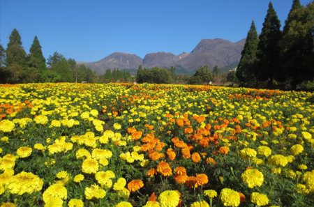 花の名所 16年11 9現在 くじゅう花公園の開花情報 大分県 竹田市 現在 約５万株のマリーゴールド が見頃が続いています また約４万株のセンニチコウも見頃が続いています 開花状況 花の名所案内 T Co Kts42dznyd T Co