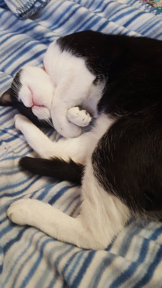 I_BatMan_Cat's tweet photo. Brrrrrrr.....❄😣cold, very cold #fluffyfursday 🙀 https://t.co/F2hVBFFvKI