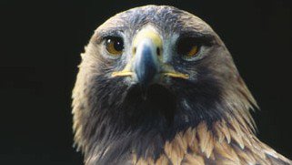 RSPB North Scotland tweet media