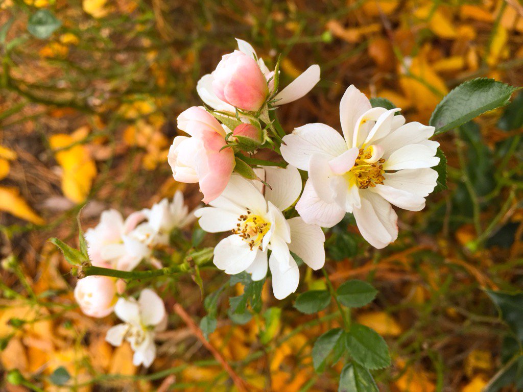 judyannewolff's tweet image. Roses amongst the autumn leaves 🌹🌿🌹🍁🌹🍂🌹