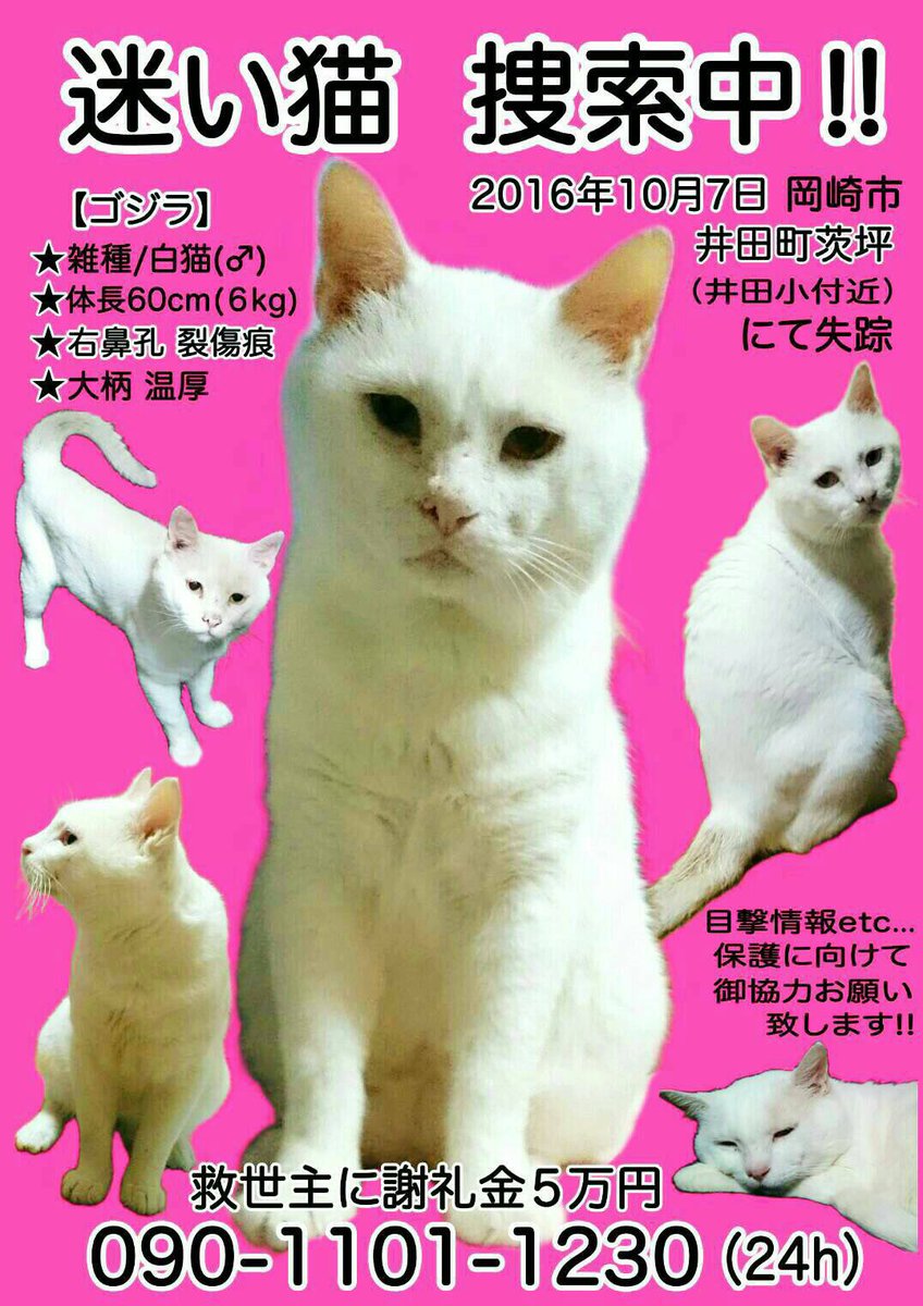 Shin در توییتر 仲良くしてくれたネコちゃんが迷子になってます 見つけたら教えてくれへん 拡散 迷子 迷い猫 猫 雑種白 オス 岡崎市 井田町 井田小学校 ゴジラ 大柄温厚 右鼻裂傷 Shin در توییتر 仲良くしてくれたネコちゃんが迷子になってます 見つけたら教えてくれへん 拡散 迷子 迷い猫 猫 雑種白 オス 岡崎市 井田町 井田小学校 ゴジラ 大柄温厚 右鼻裂傷