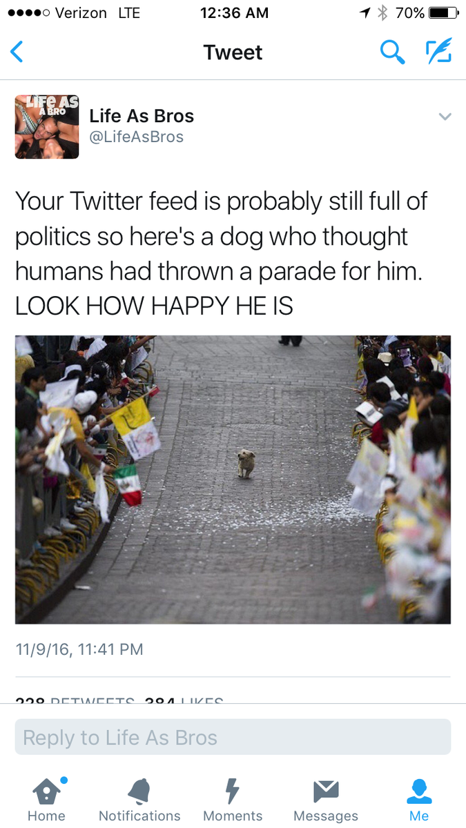 CauseWereGuys's tweet photo. Your Twitter feed is probably still full of politics so here's a dog who thought humans had thrown a parade for him. LOOK HOW HAPPY HE IS https://t.co/af2b9dIE4c