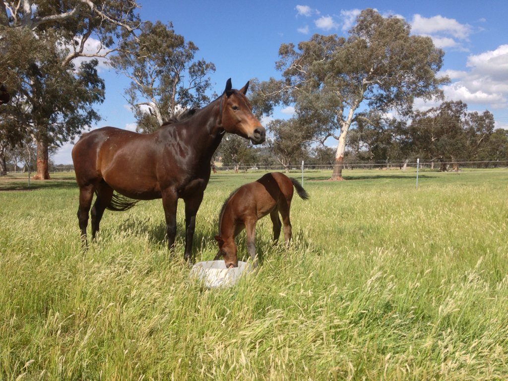 BorderBldstk's tweet photo. Some photos of the latest additions @JinderaPark #30down&amp;5togo #foalsof2016 #Trusting #FastNFamous #IllustriousBlue https://t.co/vGgwg0FwPD
