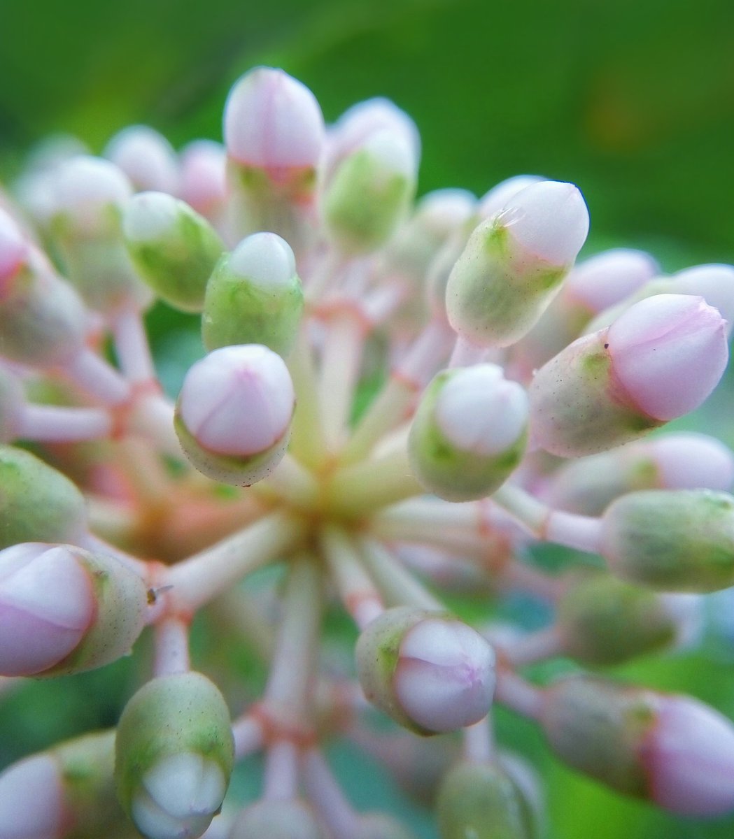 masbe07's tweet photo. #flower #flowerstalking #FlowerPower #macro #macrophotography #macrophoto #macrophonegraphy #macrolens #coferone #nature #nature_brilliance https://t.co/Av9ZSoXcEK