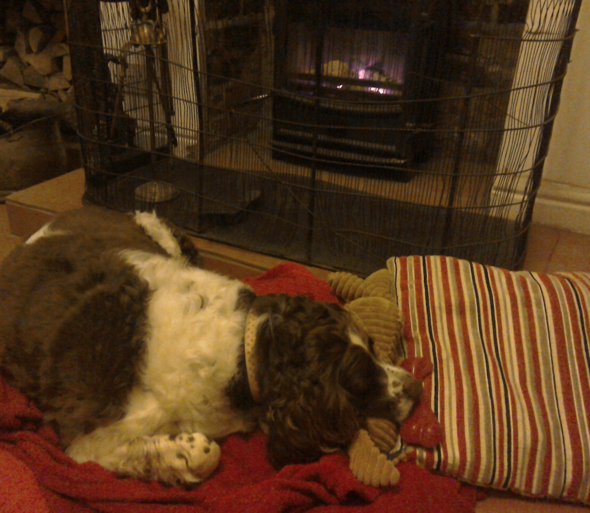 MillyBurn1's tweet photo. Mills hoggin' the hearth... autumn has arrived! 🐕❄🔥
#Springerbythefire #firesidedogs #autumnfireside #SpringerSpaniel #cosydogs #cutedog https://t.co/mzeFf8wAnQ