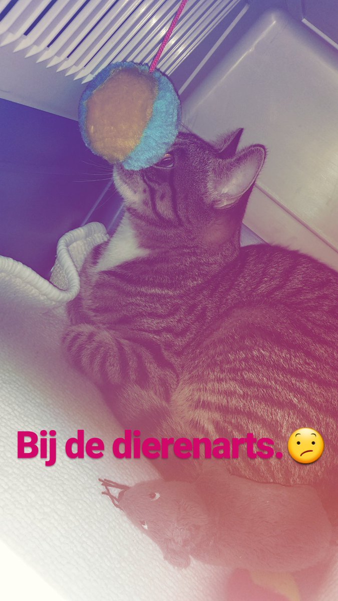 sowiesoJet's tweet photo. D-day. 😨 #castratie #dierendokter #Mierlo https://t.co/fK3aUSbs6L