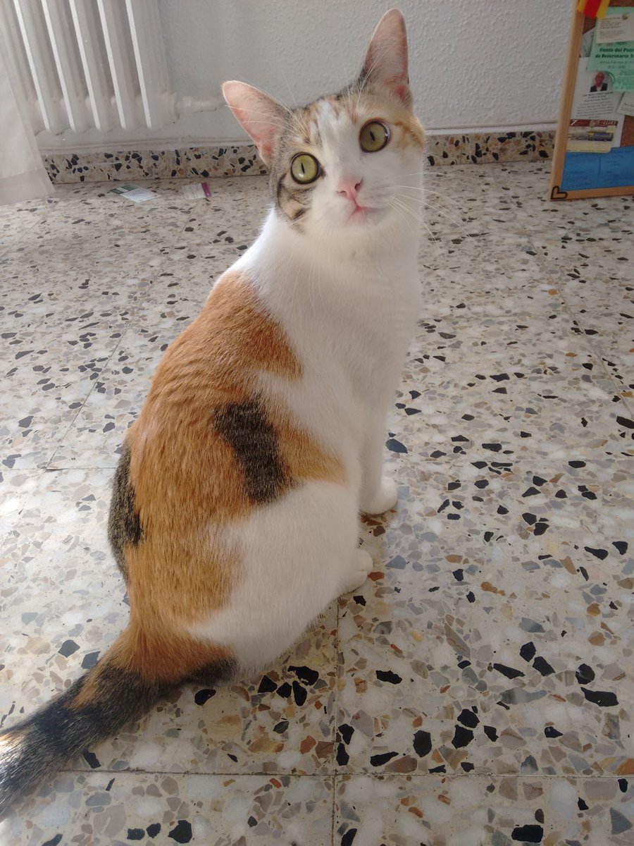 pleasesaveme's tweet photo. La cosa más bonita que tengo 🐱❤ @CiviClub #TwitterForGood https://t.co/ekDuaqOEqx
