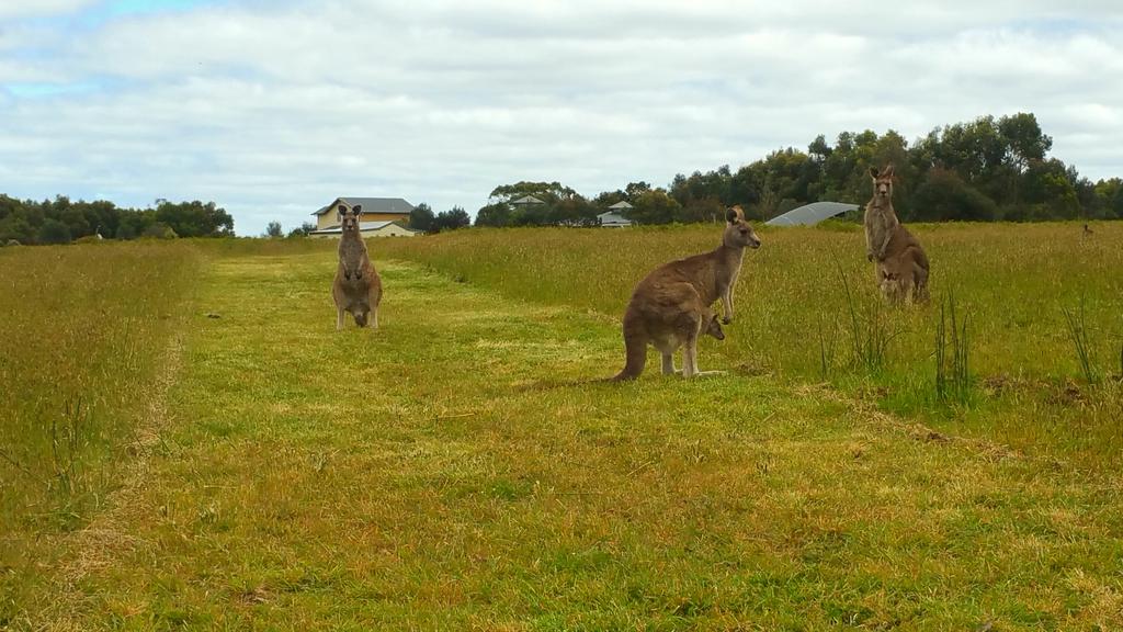 Another tough day in the office @ConservationEC  #kangaroo #wildlife