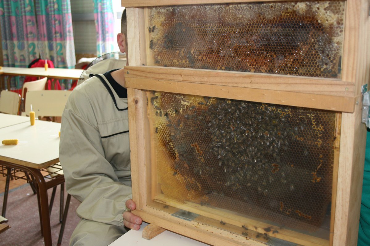 mieldemelque's tweet photo. Uno de nuestros principales proyectos es #concienciar a los más pequeños de la importancia que tienen las #abejas en nuestro #planeta. https://t.co/hEV4RycRnI
