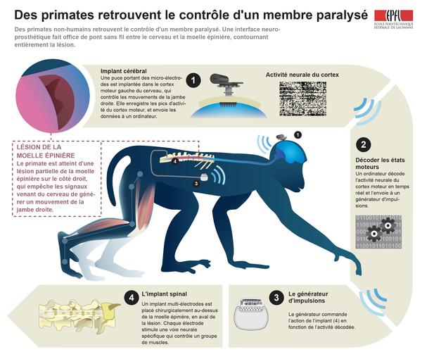 GIRCOR's tweet image. #Paralysie: une interface neuroprosthétique permet à des #macaques de retrouver le contrôle de membres paralysés buff.ly/2fD1f5V