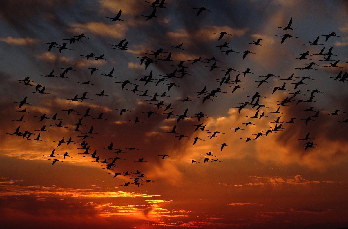 De aircobek is geen optie bij een vogel, maar iets dat standaard ingebouwd is! #NieuweFeiten radio1.be/vogels-regelen…