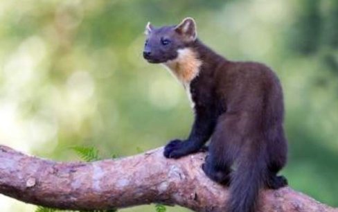 Wildlife Trust appeals for donations to help protect Shropshire pine martens bbc.in/2fgIyXa