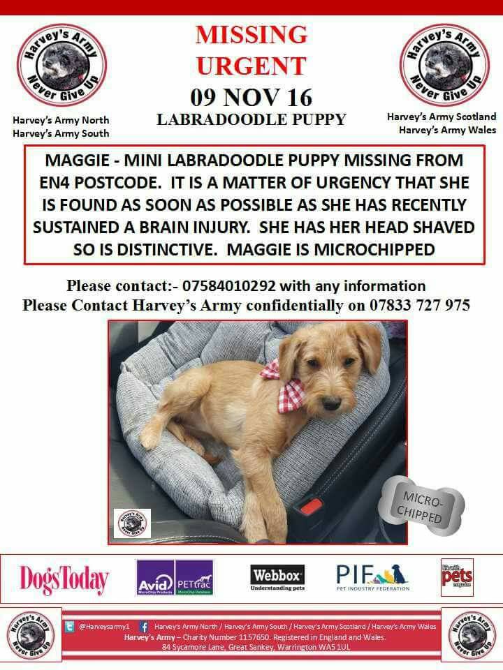 Harvey's Army (@harveysarmy1) on Twitter photo 🌟EXTREMELY URGENT🌟 #puppy #Labradoodle #Brain #Injury #Missingdog #EastBarnet #London <a href="/phil500/">phil500</a> <a href="/peteswildlife/">peter burton</a> <a href="/LindaRobson58/">Linda Robson</a> <a href="/PeterEgan6/">Peter Egan</a> 🌟EXTREMELY URGENT🌟 #puppy #Labradoodle #Brain #Injury #Missingdog #EastBarnet #London <a href="/phil500/">phil500</a> <a href="/peteswildlife/">peter burton</a> <a href="/LindaRobson58/">Linda Robson</a> <a href="/PeterEgan6/">Peter Egan</a>