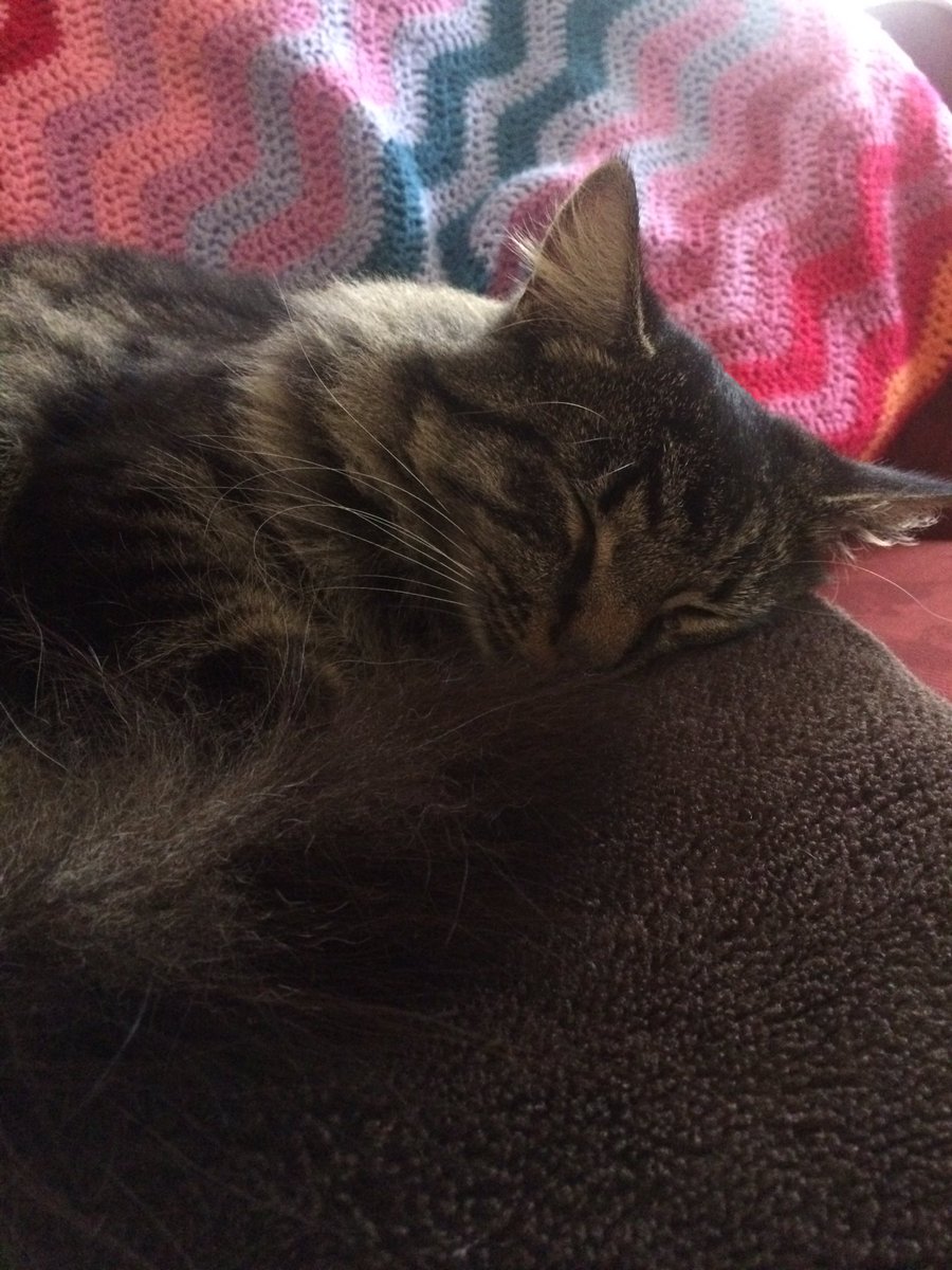 weegjs's tweet photo. It's cold & wet outside. Fred has the right idea. #letskeepwarm https://t.co/YH0lChIWoW