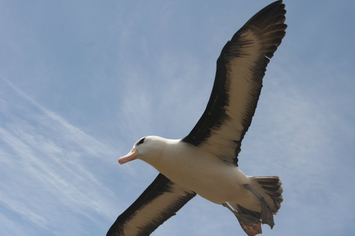 LLydsmo's tweet photo. #seabirds #Albatross https://t.co/spqDg5CDnZ